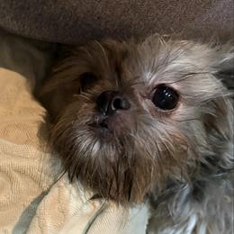 Scarlet - Shih Tzu