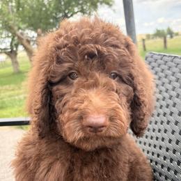 Ziggy - Chocolate male Goldendoodle puppy in Joilet, Montana from L&Z Goldendoodles
