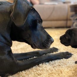 Great Danes from High Point Mountain Danes