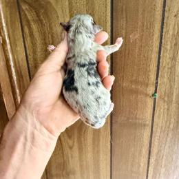 Olive - Blue merle female Toy Australian Shepherd puppy in Blacksburg, South Carolina from Rustic Rose Toy Australian Shepherds