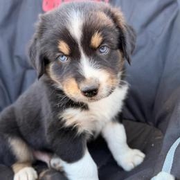 Li Shang - Black tri-color male Australian Shepherd puppy in Vernal, Utah from Dancing M Australian Shepherds