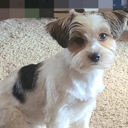 Mickey - Yorkshire Terrier