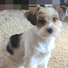 Mickey - Yorkshire Terrier