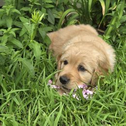 Golden Retriever Puppies from City Goldens