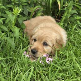 Golden Retriever Puppies from City Goldens