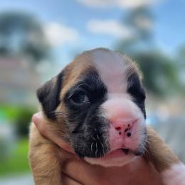La Princessa - Fawn female Boxer puppy in Spring, Texas from Sanchez Boxers