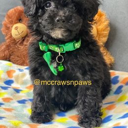 Cavapoo, Maltipoo, and Poodle Puppies from McCraws N Paws