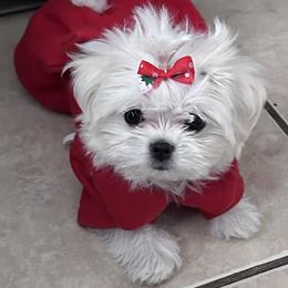 Holly Hobby - Maltese