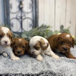 Cavapoo and Coton de Tulear Puppies from Big Gulch Puppies