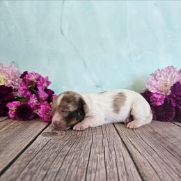 Mona - Dapple female Dachshund puppy in Florence, Arizona from Doxie Town Az