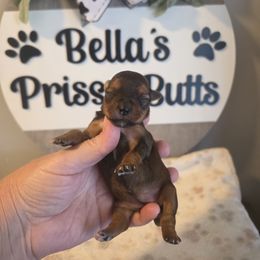 Nayla - Gold female Yorkshire Terrier puppy in Clermont, Florida from Bella's Prissy Butts