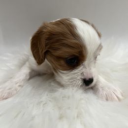 Cavalier King Charles Spaniel Puppies from Beverlywood Cavaliers