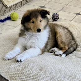Freya - Sable female Collie puppy in Temple, Pennsylvania from Rimma's Pawfect Collies