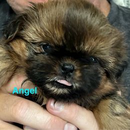 Angel's Revenge - Red and tan female Shih Tzu puppy in Bloomfield, Indiana from Meihem Pups