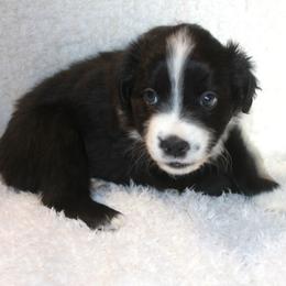 Solar - Black & white male Miniature Australian Shepherd puppy in Ionia, Iowa from Sapphire Stables