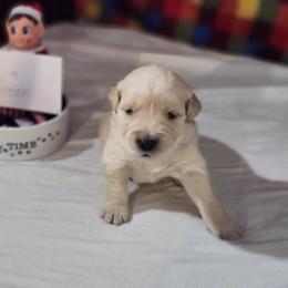 Benji - Golden male Golden Retriever puppy in Grant, Michigan from Precious Kennel Retrievers