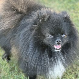 Bogart - Pomeranian