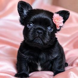 Blossom - Black female French Bulldog puppy in Maplewood, New Jersey from Poos&Bulls Keepsake