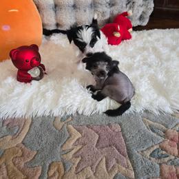 Isabella Long Star Angel - Black female Chinese Crested puppy in Amarillo, Texas from Victoria's Chinese Cresteds Long Star Angels