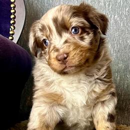 Haven - Red merle female Australian Shepherd puppy in West Union, Iowa from Boundless Hearts Australian Shepherds LLC