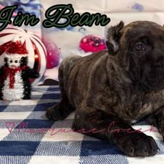 Jim Beam - Tiger male Perro de Presa Canario puppy in Horizon, Texas from Mesquite Creek Kennels