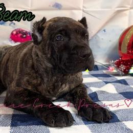 Jim Beam - Tiger male Perro de Presa Canario puppy in Horizon, Texas from Mesquite Creek Kennels