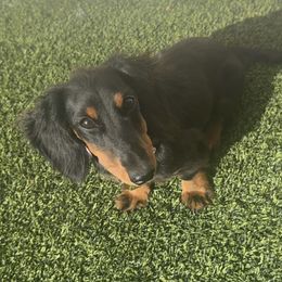 Loula - Dachshund