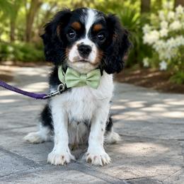 Beau Everett - Tri-color male Cavalier King Charles Spaniel puppy in Mount Dora, Fl, Florida from Breezy Palms Cavaliers