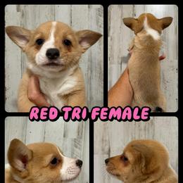 Red tri female - Red and white female American Corgi puppy in Fort Worth, Texas from King of Hearts Kennels