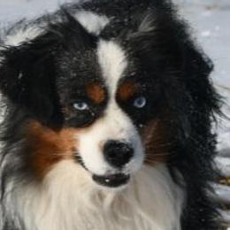 Miniature Australian Shepherds and Toy Australian Shepherds from A2A Aussies