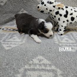 Boy 1 - Blue merle male Miniature Australian Shepherd puppy in Bend, Oregon from Badlands Toy and Mini Aussies