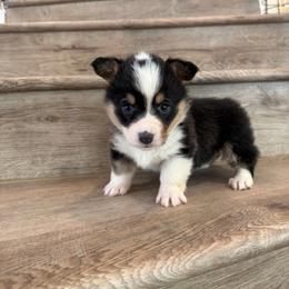 Lyra - Black and tan female Pembroke Welsh Corgi puppy in Phelan, California from Desert Sunset Pembroke Welsh Corgis