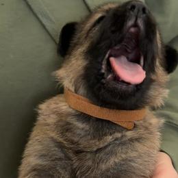 Pretty dark Sable girl - Sable female German Shepherd puppy in Grantsville, Utah from Vom Haus Denfors K9 - Working German Shepherds