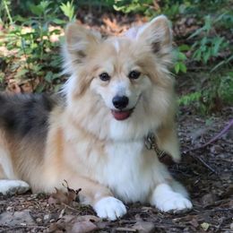 Aurora - American Corgi
