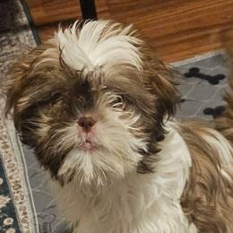 Star - Sable and white female Shih Tzu puppy in Victorville, California from RUMBLE n TUMBLE
