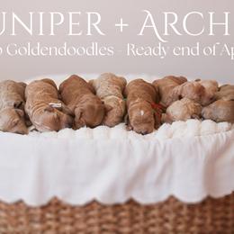 Goldendoodle puppies from Cedar Creek Doodles