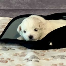 Sweet boy - White and buff male Bichon Frise puppy in Lavon, Texas from Sissy’s Heavenly Paws