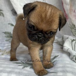 Pumpkin - Fawn female Pug puppy in Coram, New York from Willow Dove Pugs