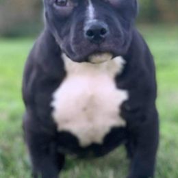 American Bullies from Impressive Kennels
