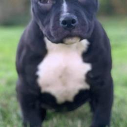 American Bullies from Impressive Kennels