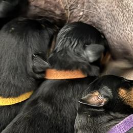 Brown - Black and mahogany male Rottweiler puppy in Concord, North Carolina from KJB Kennels