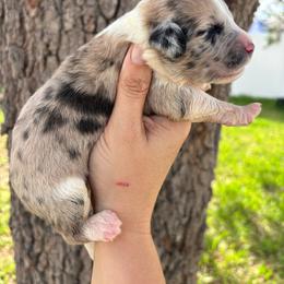 Blue merle girl - Blue merle female Aussiedoodle puppy in Spring Hill, Florida from Pawprint Dreams Boarding and Kennel