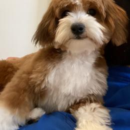 Bernedoodle, Cavapoo, Havanese, and Havapoo Puppies from Lady Paws Puppies - Cassie