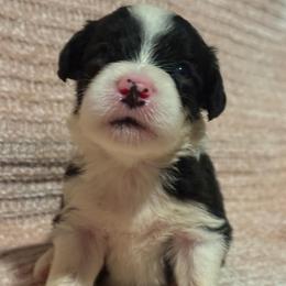 Mint - Gray and white male Old English Sheepdog puppy in Iowa from Midwest Puppy Paws