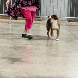 Bjorn - Miniature Australian Shepherd