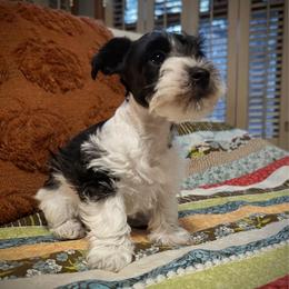 Autumn - Parti female Miniature Schnauzer puppy in Oneida, Tennessee from Saving Grace