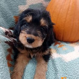 Aussiedoodle, Bernedoodle, Poodle, Shihpoo, and Shih Tzu Puppies from Route 66 Poodles & Doodles, Sapphire Shih-tzu's of Ohio