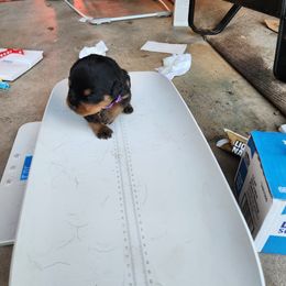 Girl 1 - Rottweiler puppy in Houston, Texas from Wards Pups