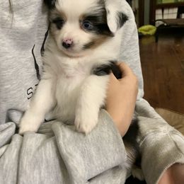 Toy Australian Shepherd Puppies from Desert Fox Aussies