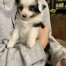 Toy Australian Shepherd Puppies from Desert Fox Aussies